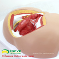 VENDER 12463 Life Size Anatomy Biology Education Male Perineum Medical Model